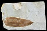 Fossil Leaf (Prunus) - Montana #105170-1
